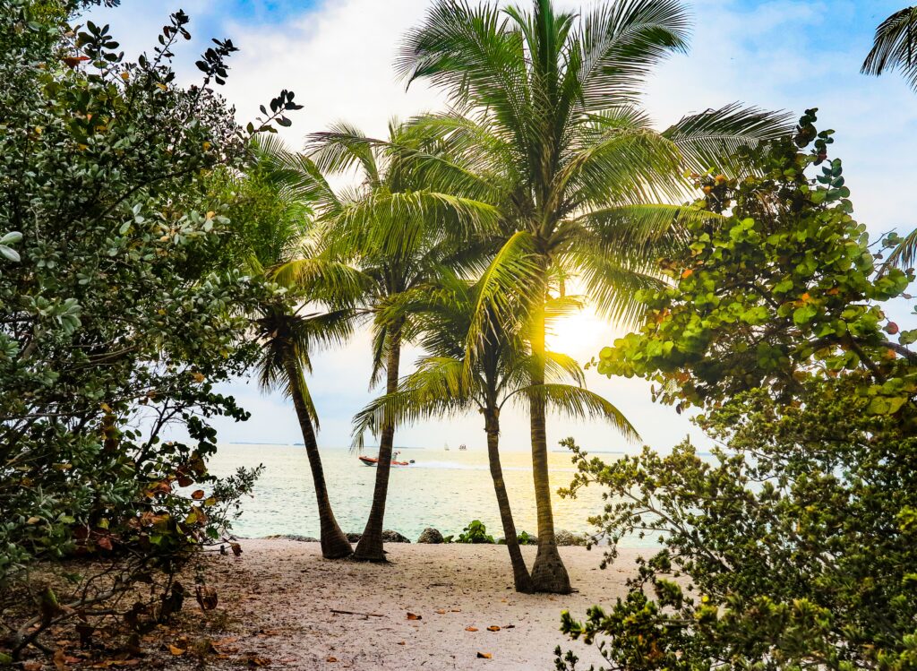 Coconut Trees in Key West