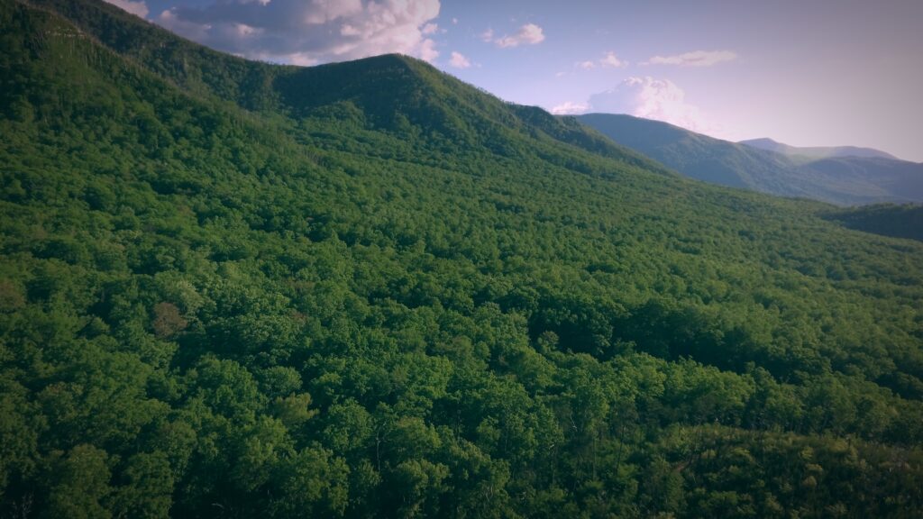 the Great Smoky Mountains