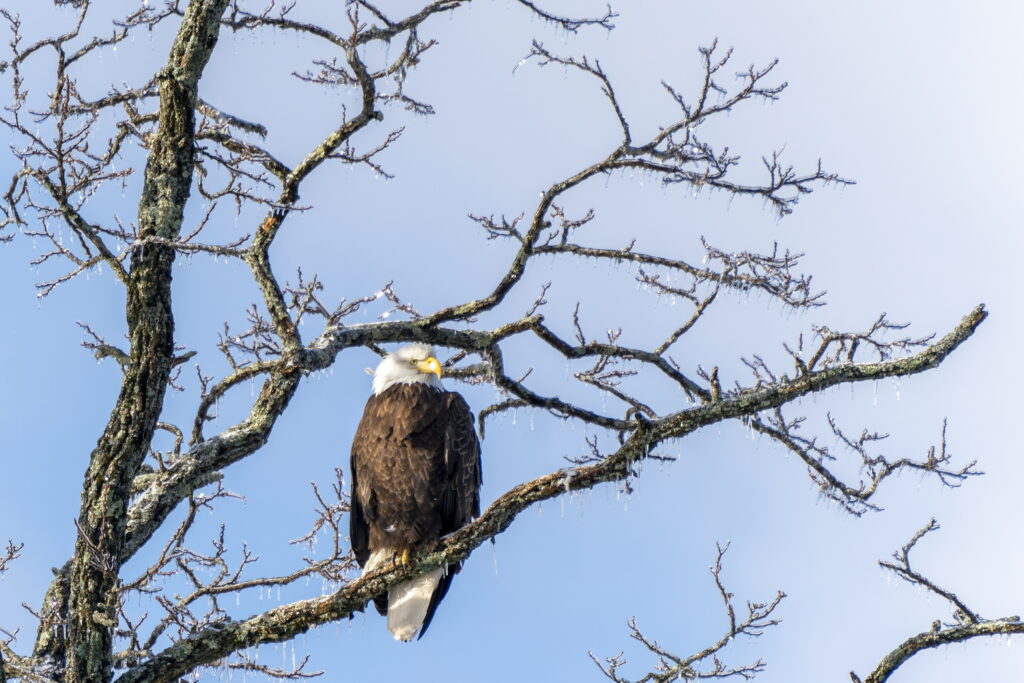 Sullivan County Bald Eagle