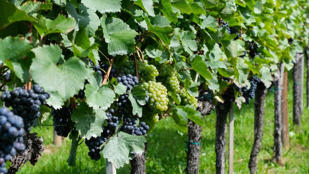 Oregon’s Willamette Valley wine grapes