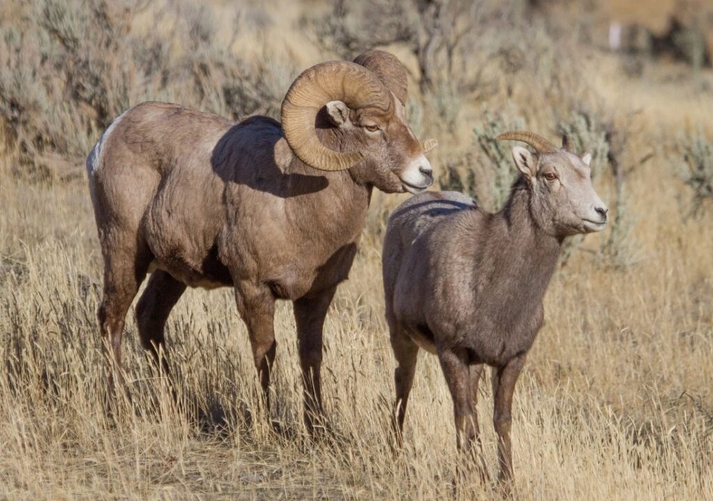 Bighorn Country: Washakie County