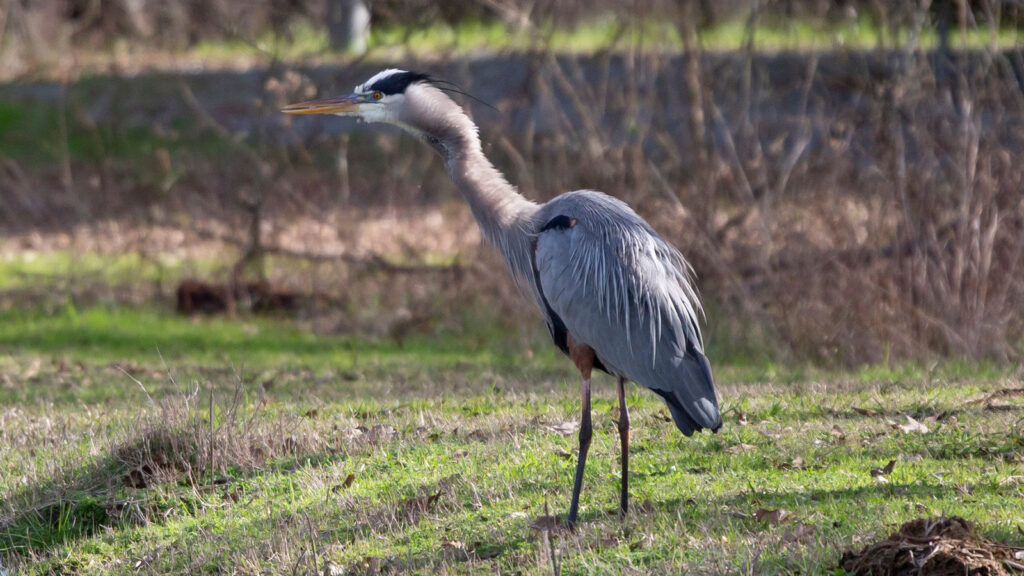 Western New York Wetland Wonders